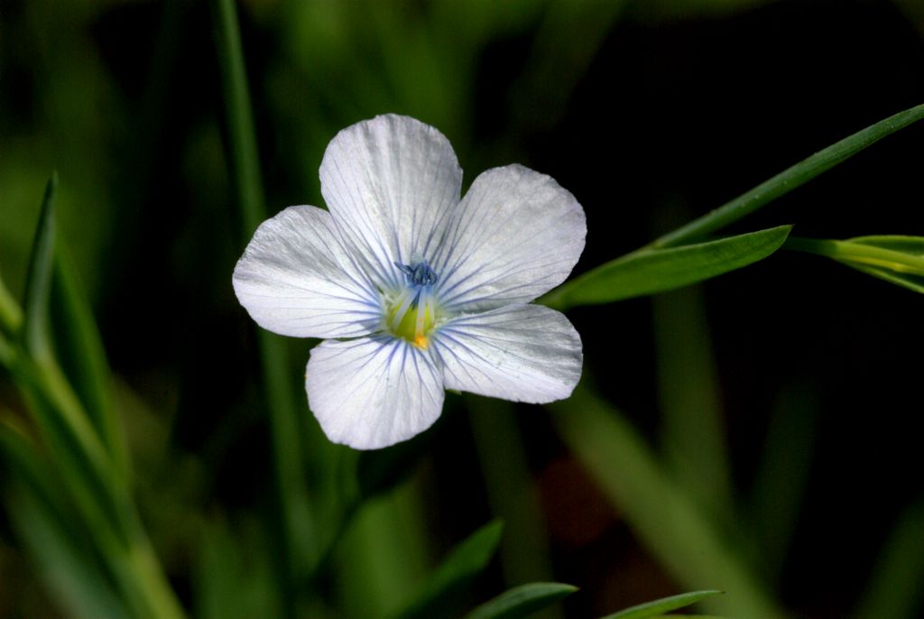 Linum bienne