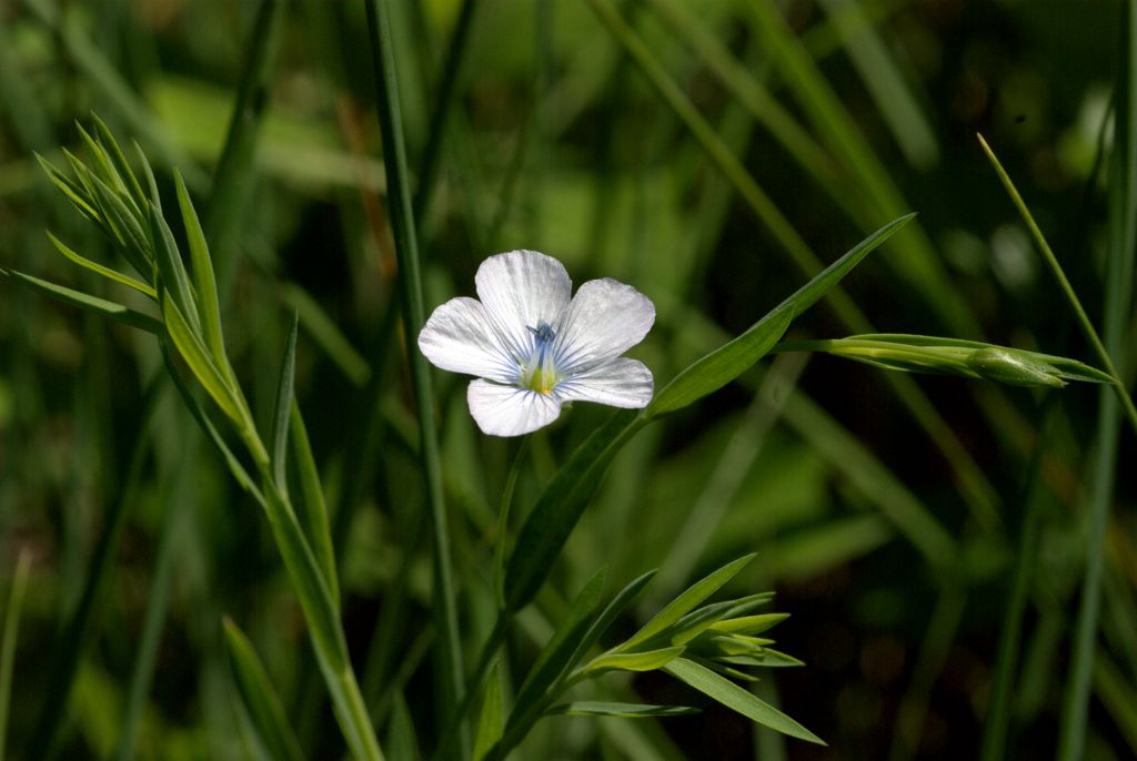 Linum bienne