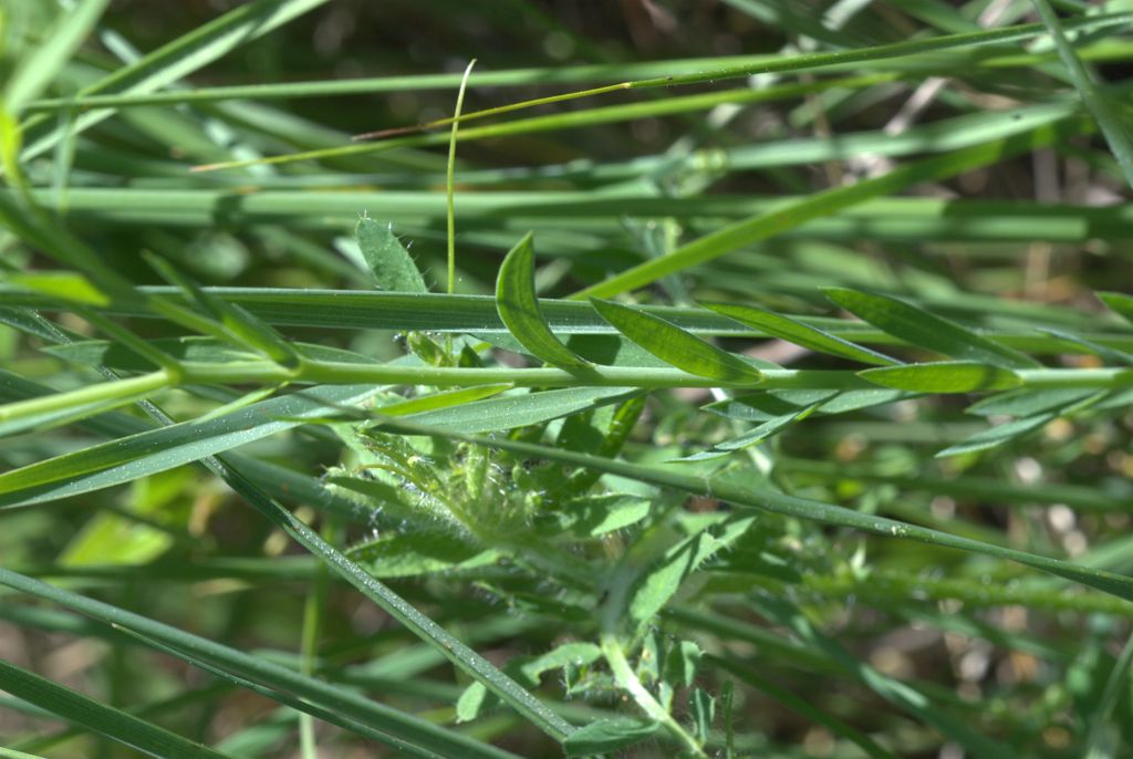 Linum bienne