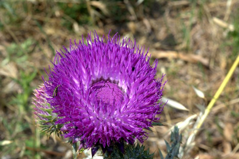 Onopordum illyricum / Onopordo maggiore