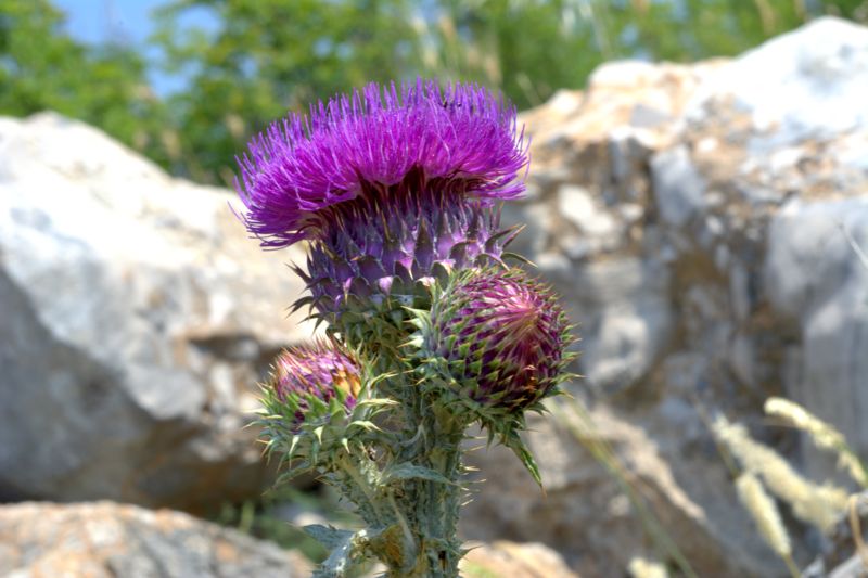 Onopordum illyricum / Onopordo maggiore