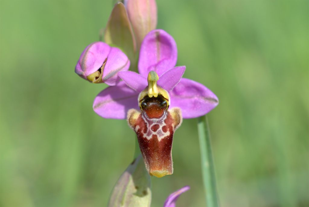 Ophrys quale?