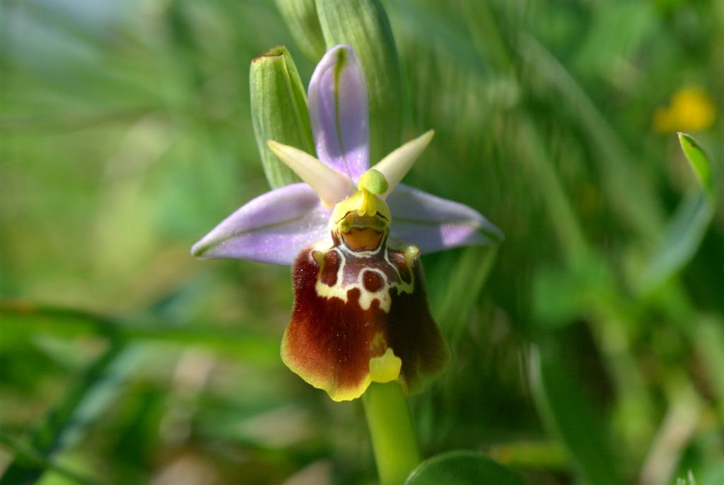 Ophrys quale?