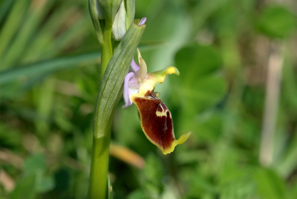 Ophrys quale?