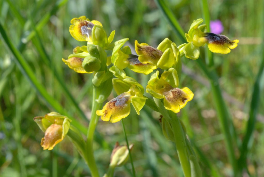 Ophrys lutea