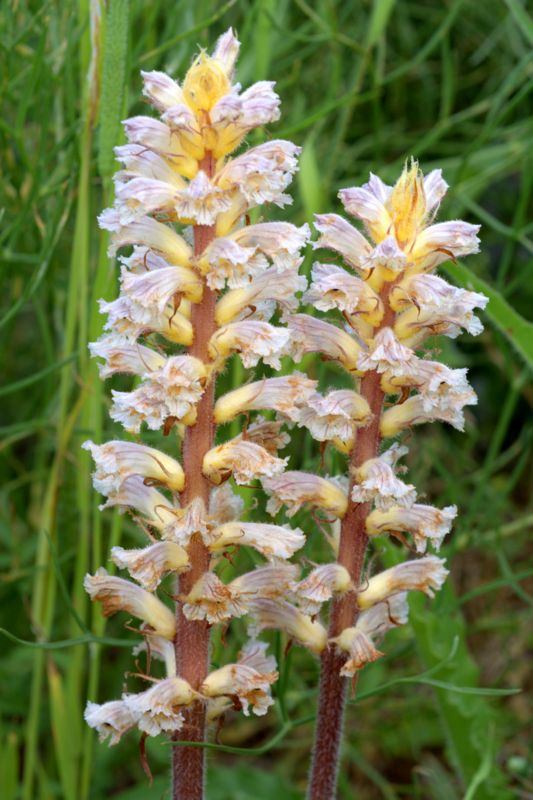 Orobanche picridis / Orobanche della picride