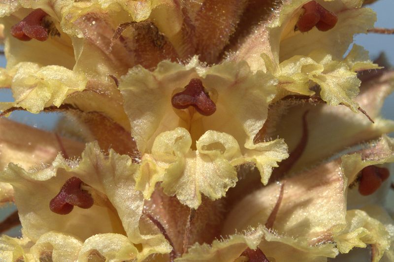 Orobanche amethystea / Succiamele ametistino