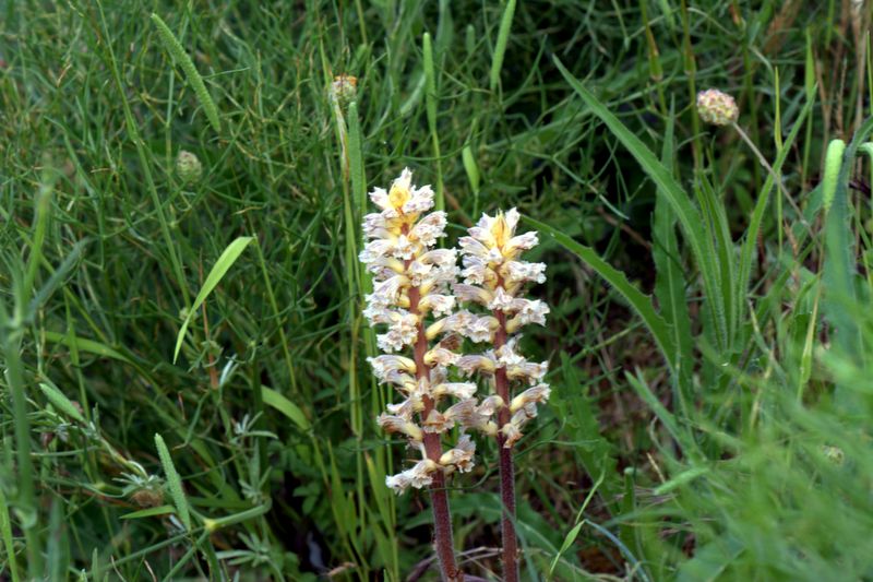 Orobanche picridis / Orobanche della picride