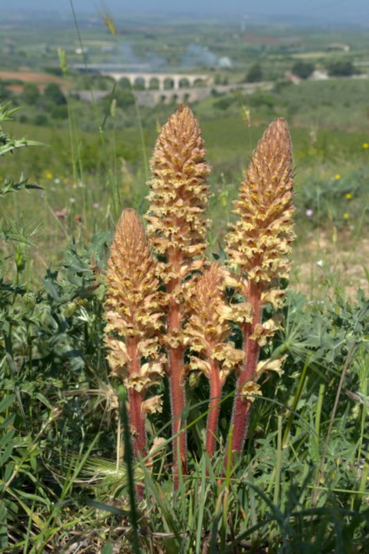 Orobanche amethystea / Succiamele ametistino