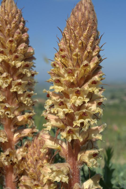 Orobanche amethystea / Succiamele ametistino