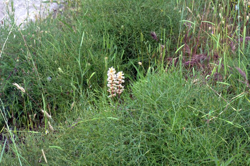 Orobanche picridis / Orobanche della picride