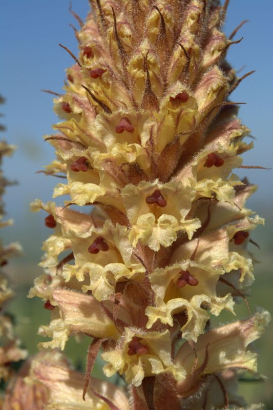 Orobanche amethystea / Succiamele ametistino