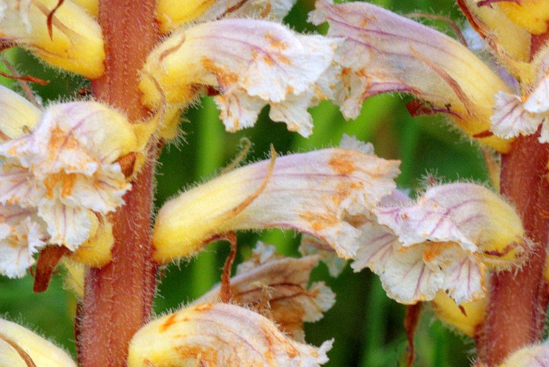 Orobanche picridis / Orobanche della picride