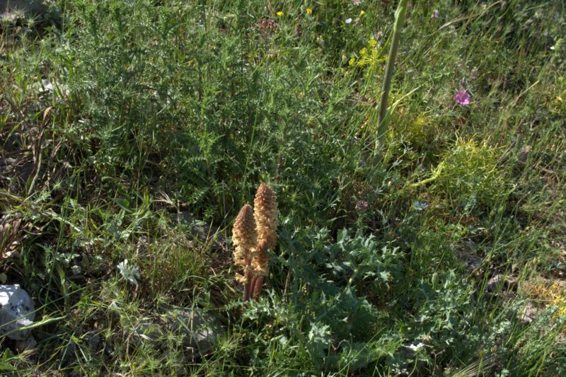 Orobanche amethystea / Succiamele ametistino