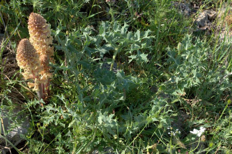 Orobanche amethystea / Succiamele ametistino