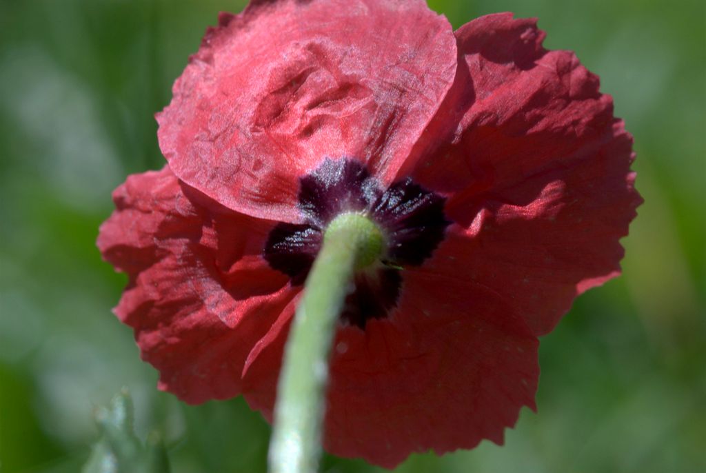 Papaver hybridum / Papavero spinoso