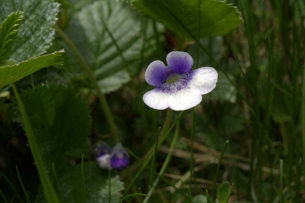 Pinguicula leptoceras / Erba unta bianco-maculata