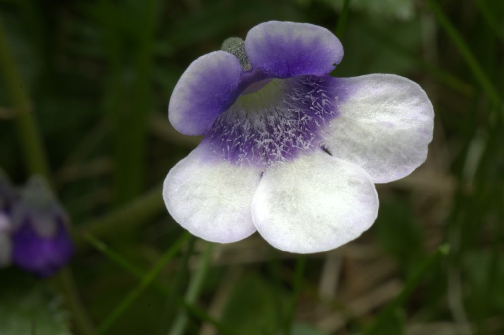 Pinguicula leptoceras / Erba unta bianco-maculata