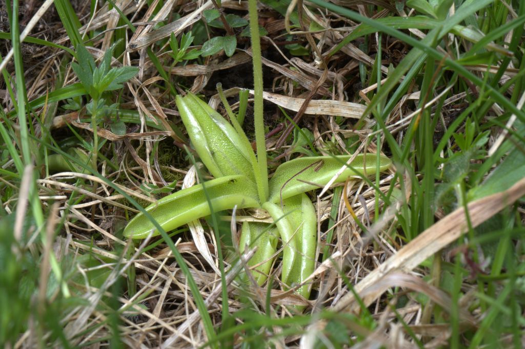 Pinguicula leptoceras / Erba unta bianco-maculata