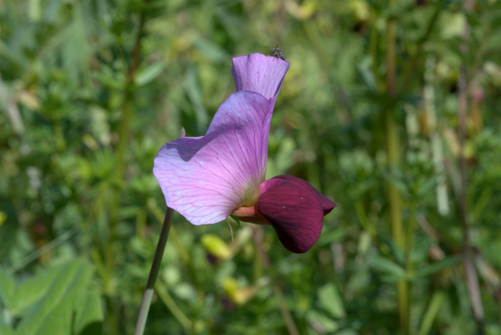 Pisum sativum  subsp. biflorum / Pisello