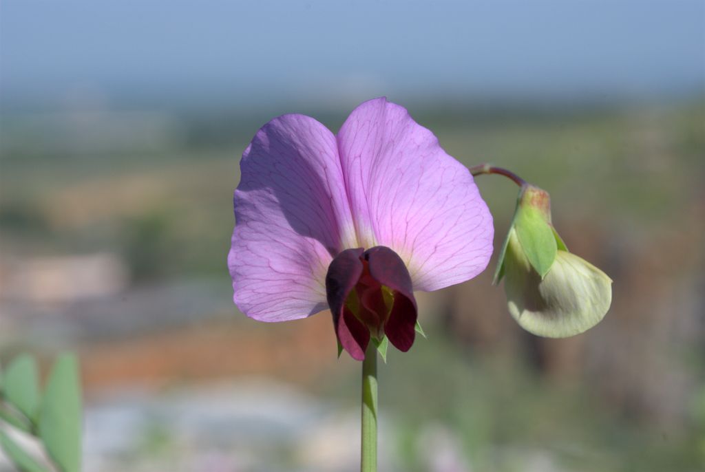 Pisum sativum  subsp. biflorum / Pisello