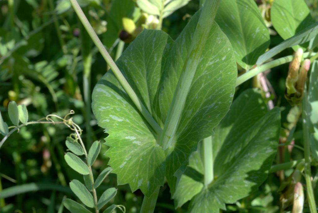 Pisum sativum  subsp. biflorum / Pisello