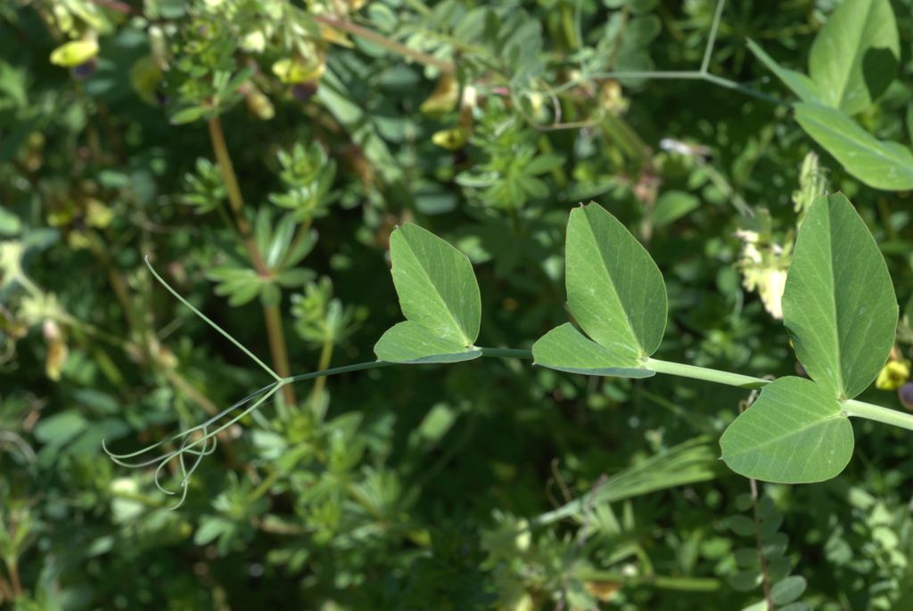 Pisum sativum  subsp. biflorum / Pisello