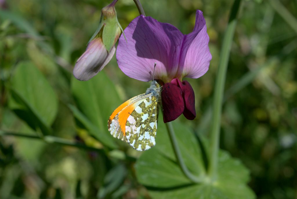 Pisum sativum  subsp. biflorum / Pisello