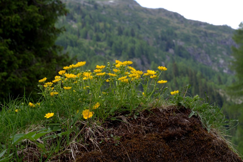 Potentilla aurea?