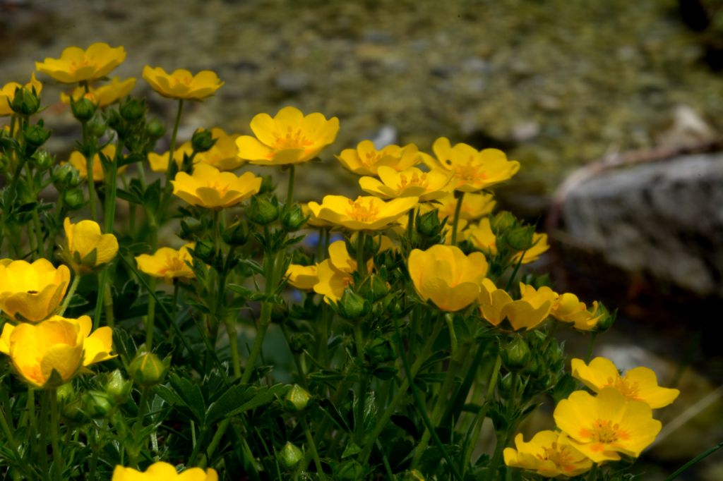 Potentilla aurea?