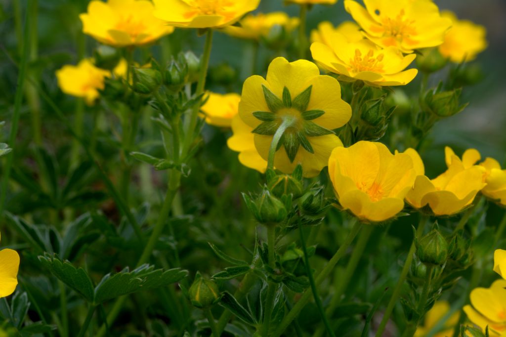 Potentilla aurea?