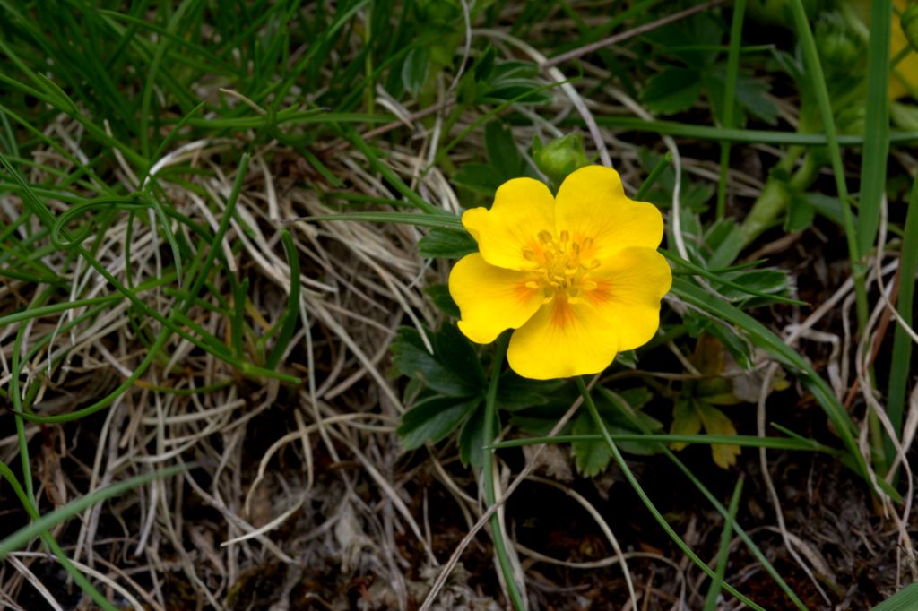 Potentilla aurea?