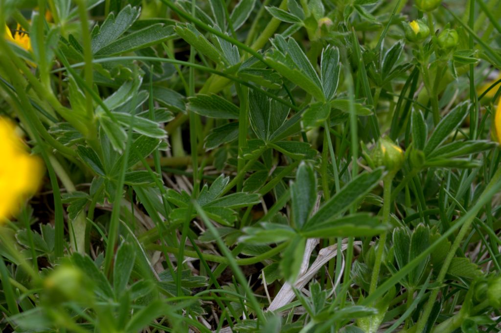 Potentilla aurea?