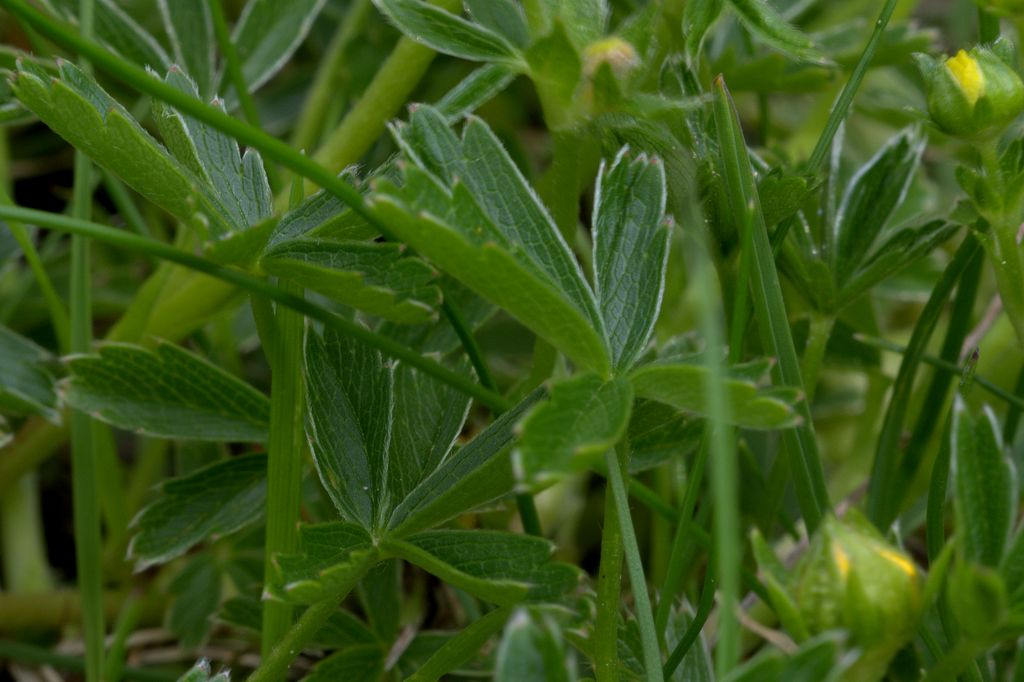 Potentilla aurea?