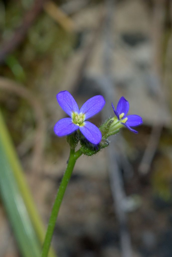 Arabis verna