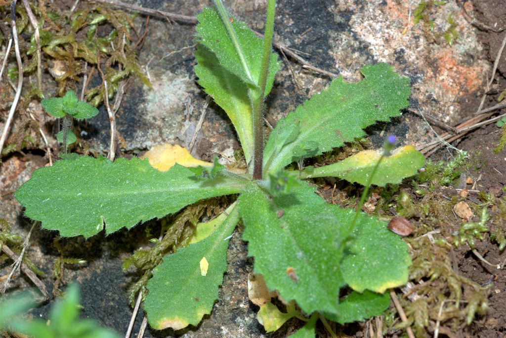 Arabis verna