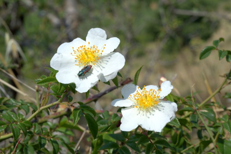 Rosa sempervirens / Rosa di S. Giovanni