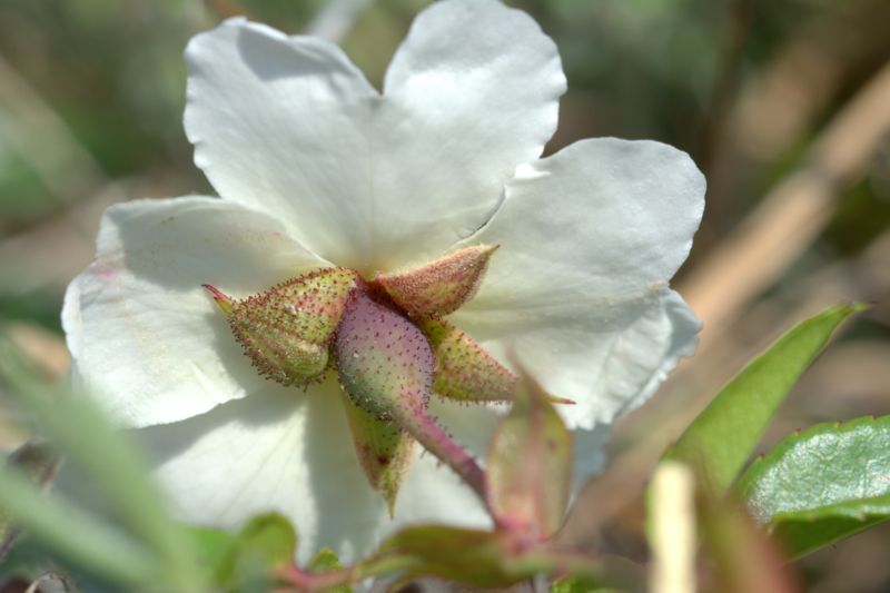 Rosa sempervirens / Rosa di S. Giovanni