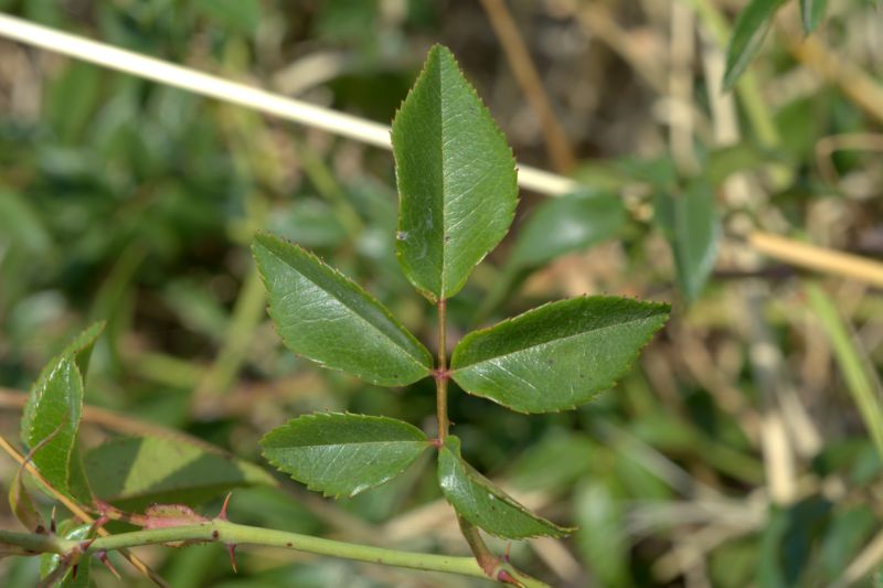 Rosa sempervirens / Rosa di S. Giovanni