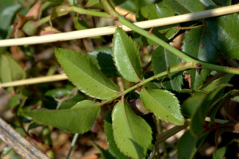 Rosa sempervirens / Rosa di S. Giovanni