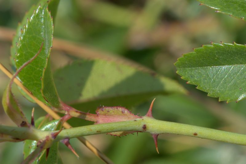 Rosa sempervirens / Rosa di S. Giovanni