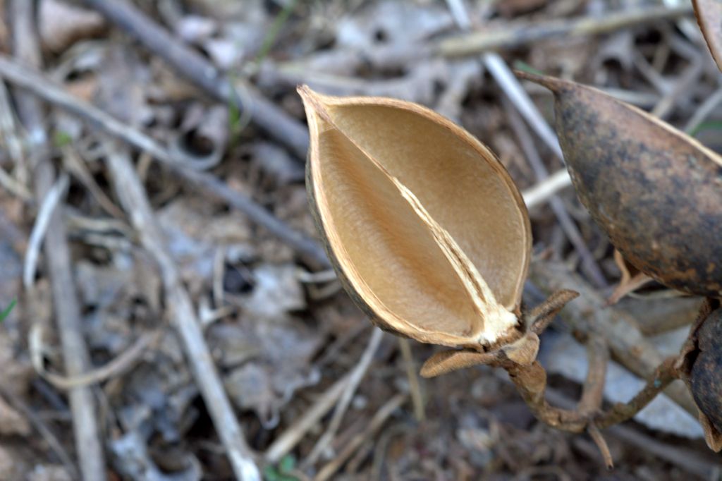 Paulownia tomentosa