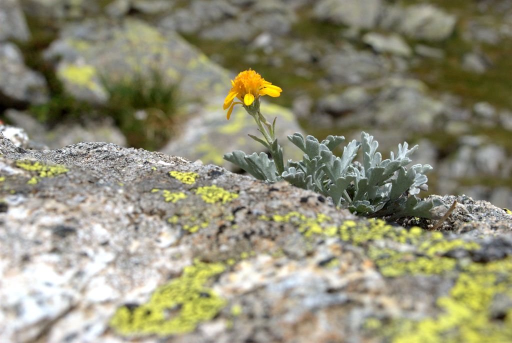 Jacobaea carniolica  (= Senecio incanus subsp. carniolicus) /Senecione della Carniola