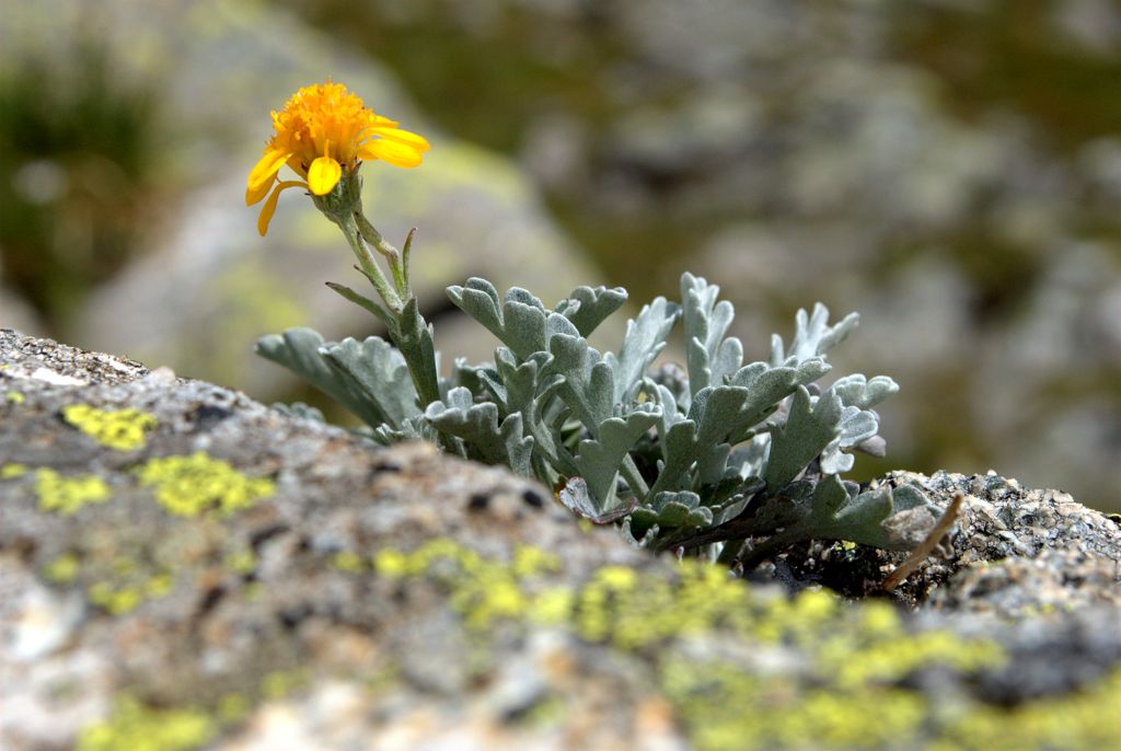 Jacobaea carniolica  (= Senecio incanus subsp. carniolicus) /Senecione della Carniola