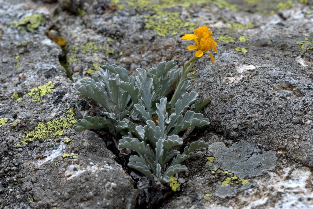 Jacobaea carniolica  (= Senecio incanus subsp. carniolicus) /Senecione della Carniola