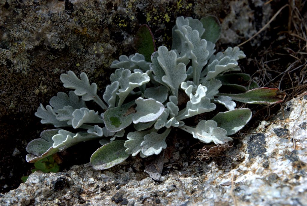 Jacobaea carniolica  (= Senecio incanus subsp. carniolicus) /Senecione della Carniola