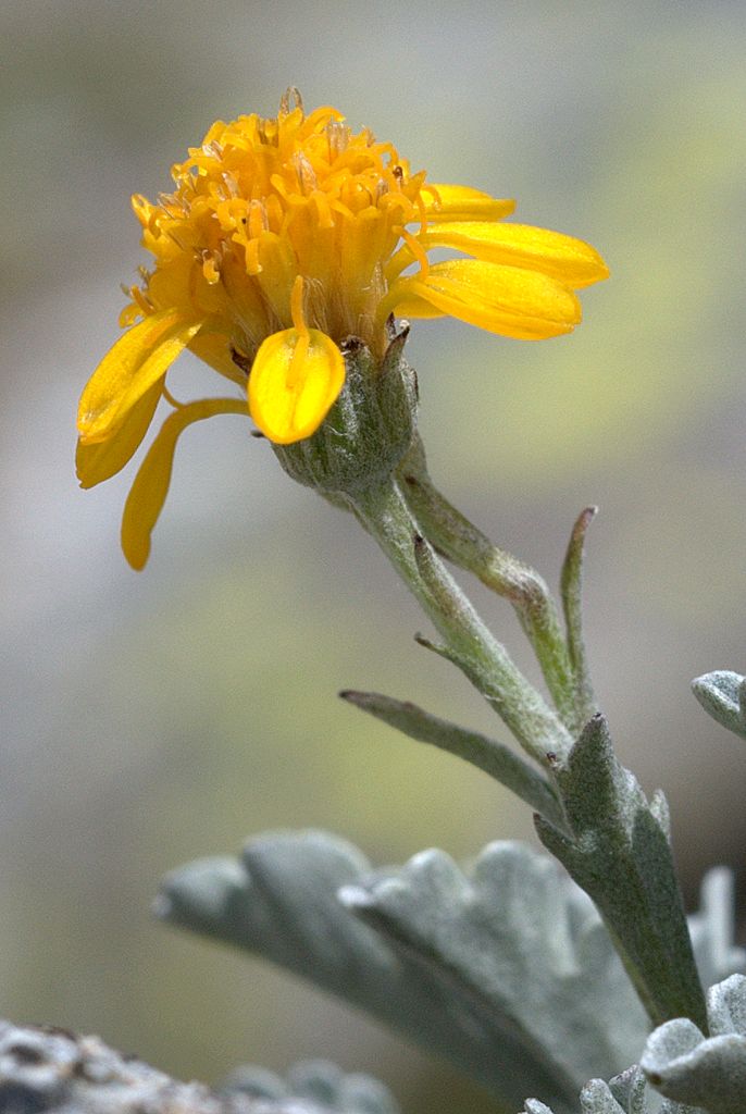 Jacobaea carniolica  (= Senecio incanus subsp. carniolicus) /Senecione della Carniola