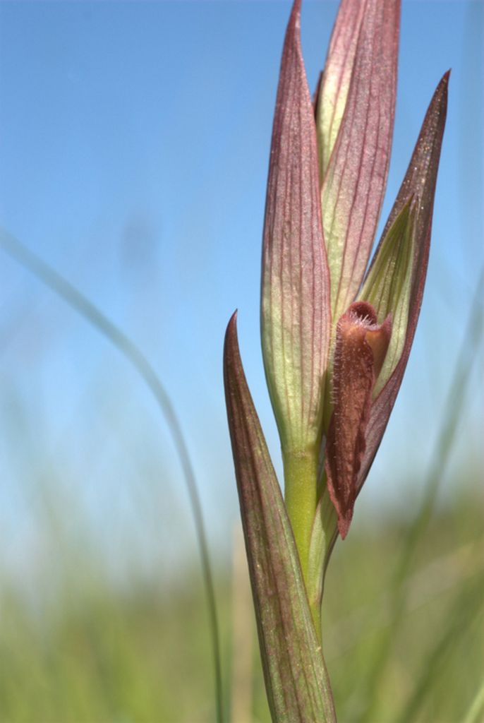 Serapias vomeracea