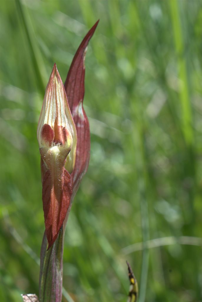 Serapias vomeracea