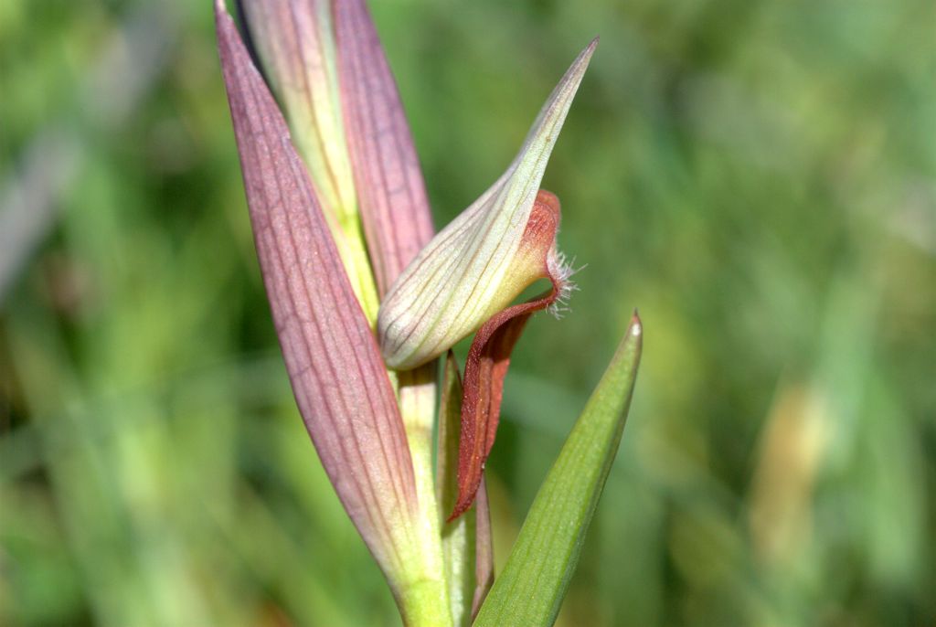 Serapias vomeracea